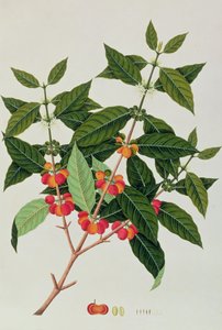 Café, de Dessins de plantes de Malacca, c.1805-18 - Chinese School